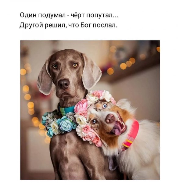 Опаньки!