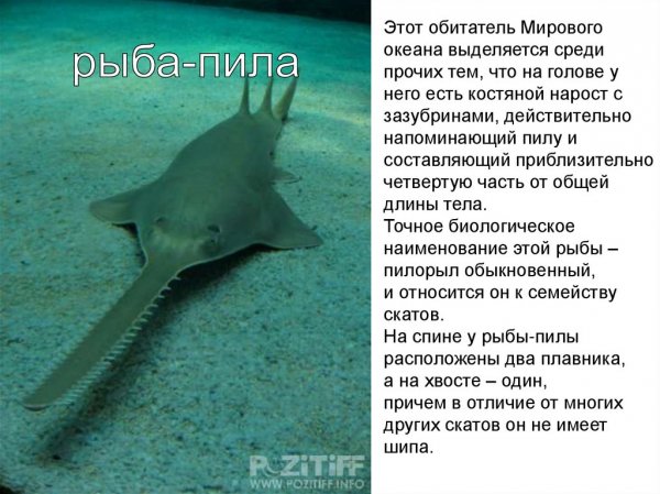 Рыба - пила