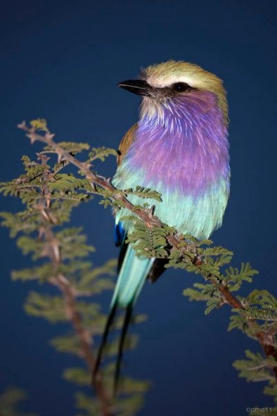 4cd1681db0d4f2b8b1fc78f8c9bd0ec8