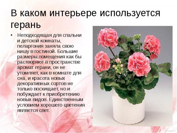 Немного о герани
