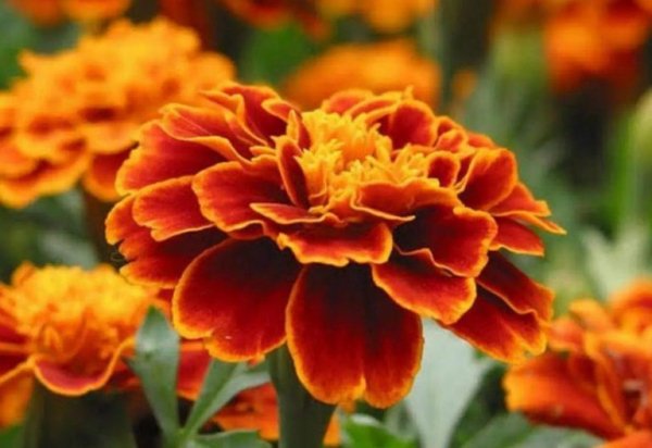 screenshot 1-810x557-1-768x528