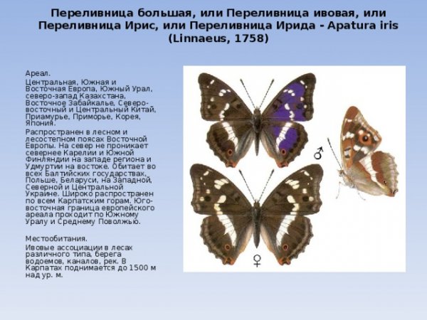 Переливница большая