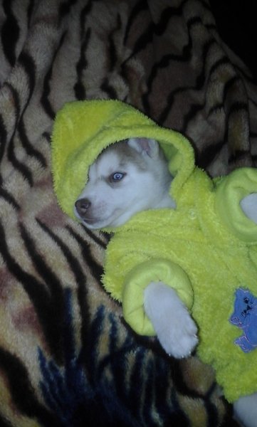 picture_91500407