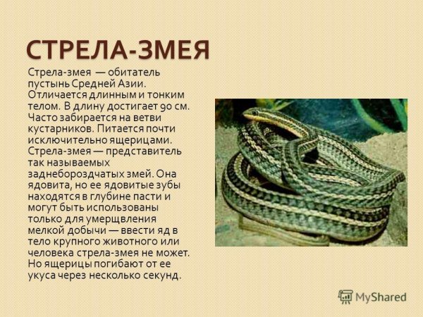 Стрела - змея