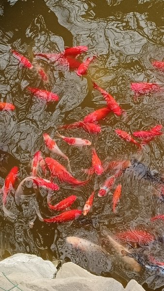 Красная рыба