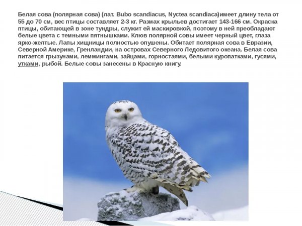 Белая сова