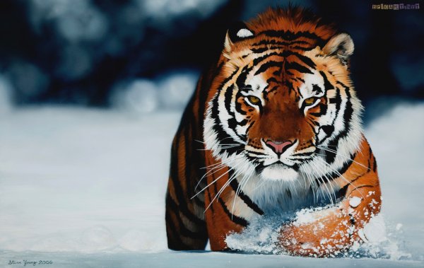 Siberian-Tiger