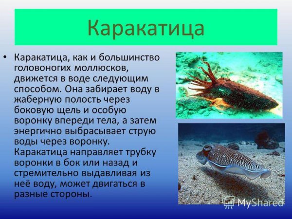 Каракатица