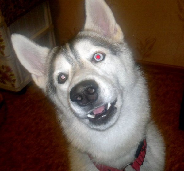 Ну дай вкусняшку