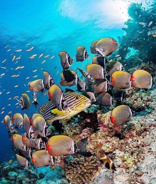ПОДВОДНЫЙ МИР