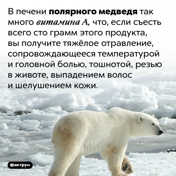 Печень белого медведя