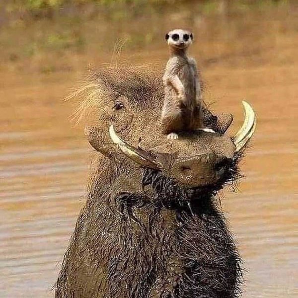 Тимун и Пумба в реале