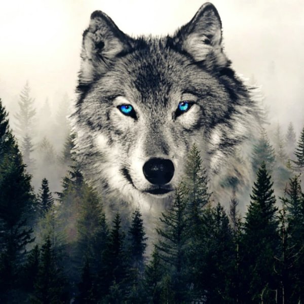 Love Wolf