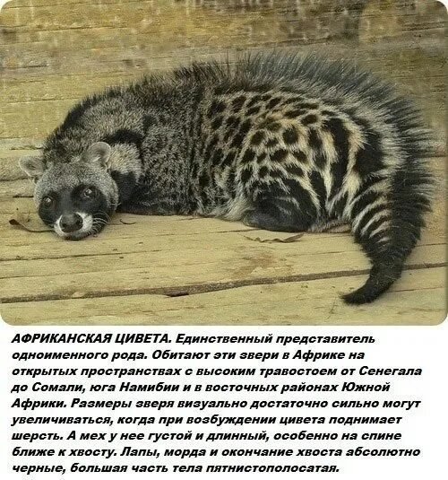 Африканская цивета