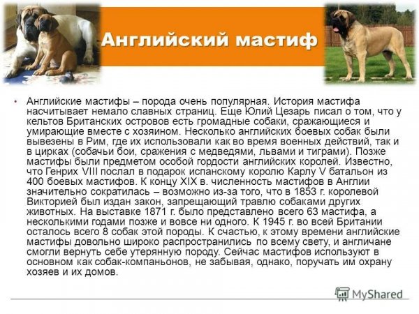 Английский мастиф