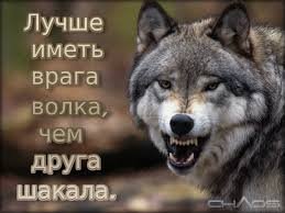 Волк009
