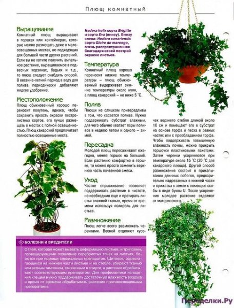 Плющ комнатный