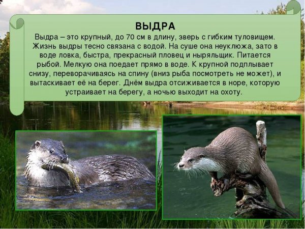 Выдра