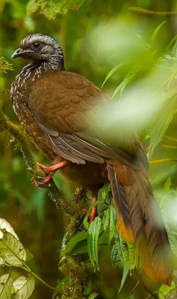 Бородатая Пенелопа