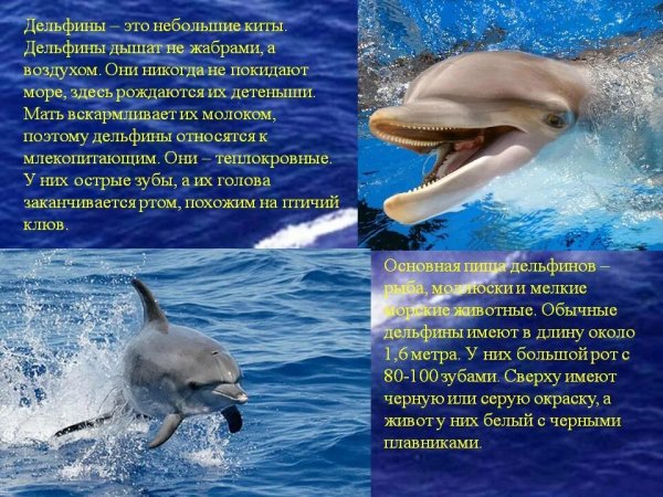 Дельфины