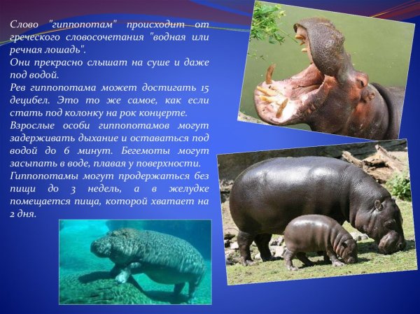 Гиппопотам