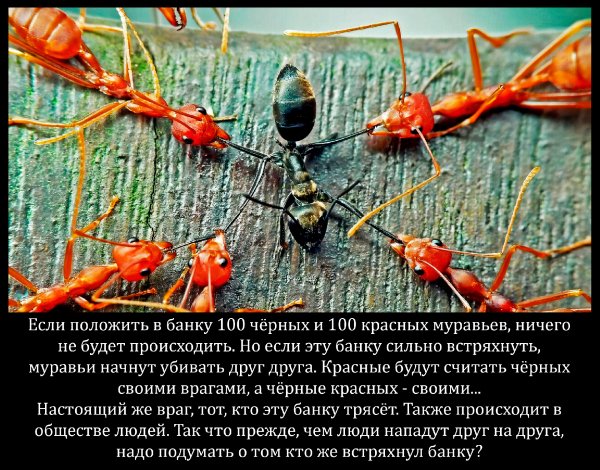 Muravi i banka