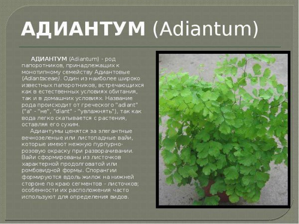 Адиантум