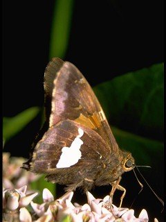 Insects 058