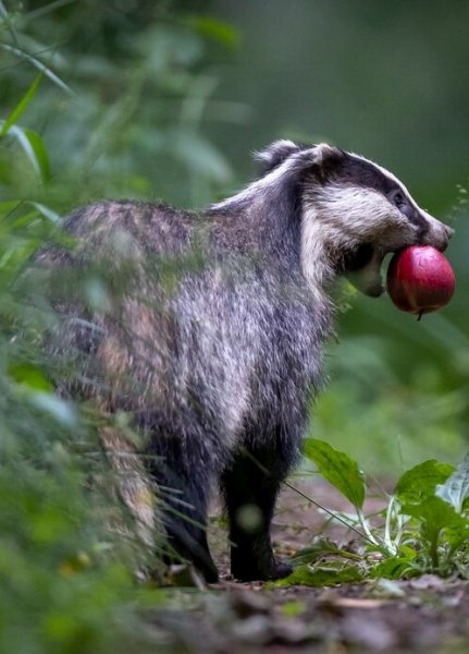 Европейский Барсук