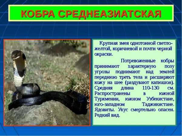 Кобра среднеазиатская