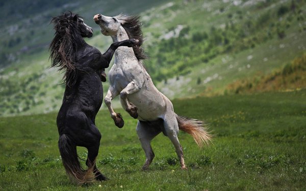 x1050-px-animals-horses-1653969