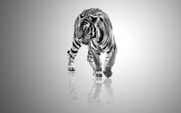 White-Tiger