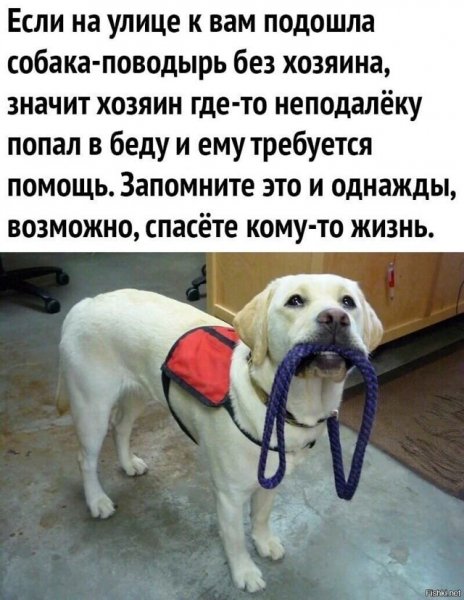 Собака-поводырь