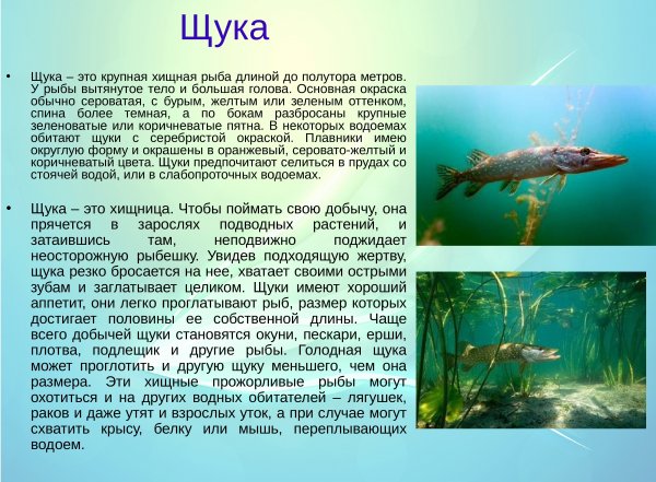 Щука