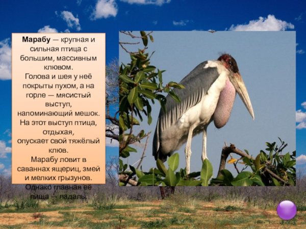 Марабу