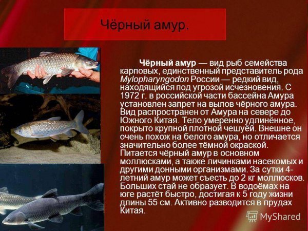 Чёрный амур