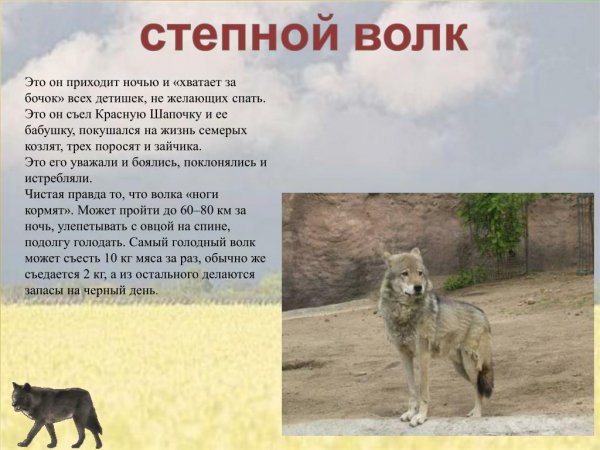 Степной волк