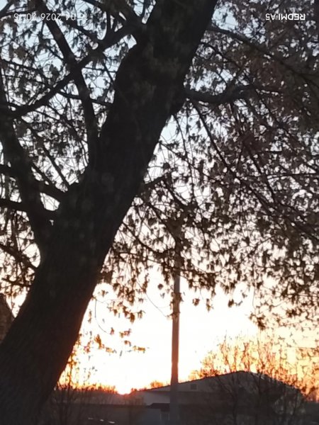 Клён..закат..