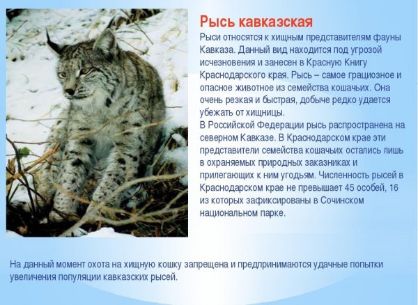 Рысь