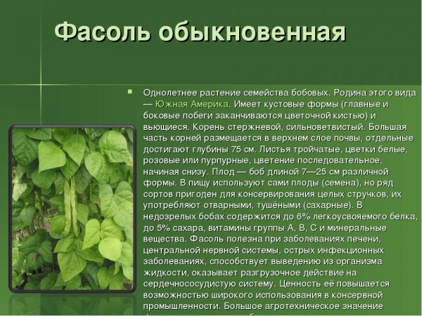 Фасоль обыкновенная