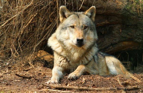 Screenshot 2023-11-02-20-21-11-406 com.yandex.searchapp-edit