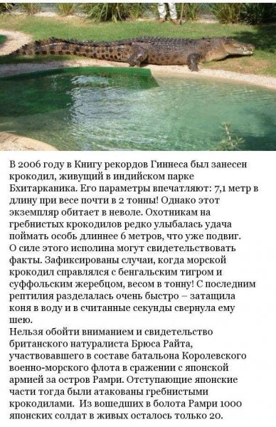 Морской крокодил