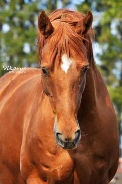 Horses love!