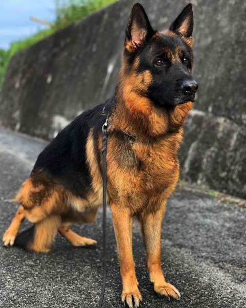 MEDIA # OF DOG