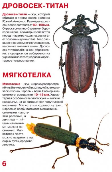 Мир жуков