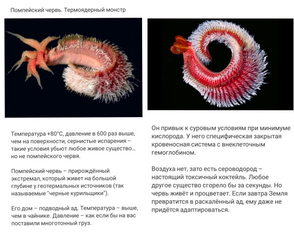 "Помпейский" морской Червь
