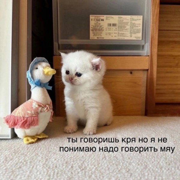 picture_412516655