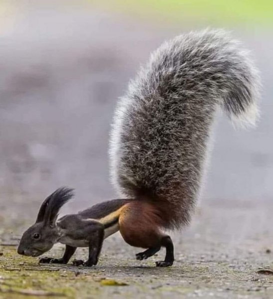 A597e76ac7238095aa4830bd965827ca