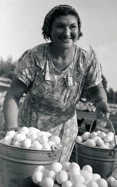 Птичий двор 1950-е