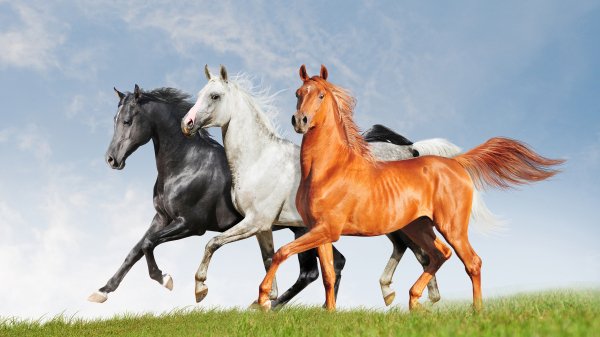 Assorti (HD Wallpapers. Part 283 (29)